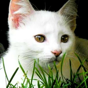 “El Blanco”, el gato